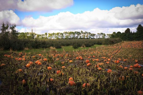 More pumpkins at the Afton Apple Orchard